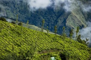 Scenic view of vibrant green tea fields on misty hillsides, ideal for travel and nature themes.